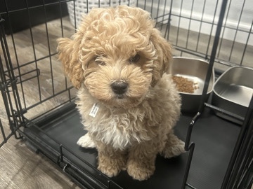 Maltipoo – Adorable Male Maltipoo Puppy – Ready for a Loving Home 🐶❤️ – Milwaukee
