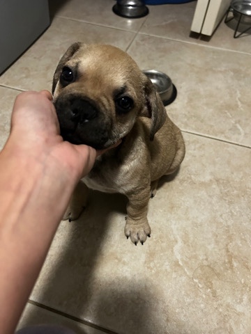 French Bulldog – French bulldog puppy