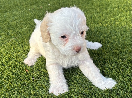 Maltipoo – Rehoming – San Jacinto
