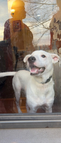 American Pit Bull Terrier – Roscoe
