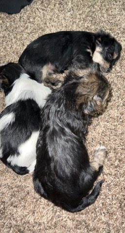 morkies