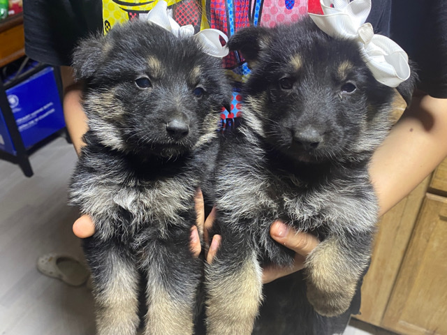 German Shepherd – German shepherds