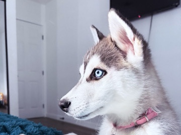 Siberian Husky – husky – Los Angeles