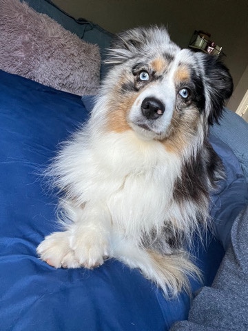 Australian Shepherd – Mini Australian Shepherd