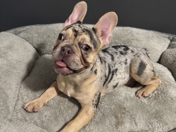 French Bulldog – French Bulldog Puppy Male Simba – Humble