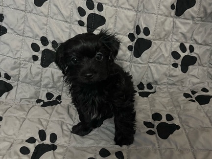 Yorkie Poo – Adorable Yorkie Poo Puppy for Sale – 8 Weeks Old – Marietta