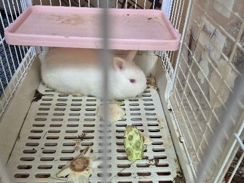 Lionhead – Marshmallow – West Springfield