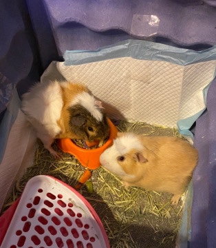 Any – Guinea pigs