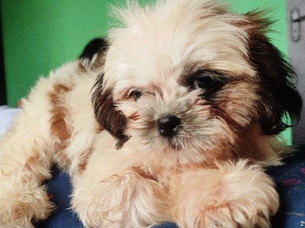 Shih Tzu – Shih Tzu male puppy