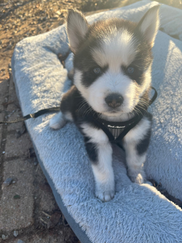 Siberian Husky – Pomsky