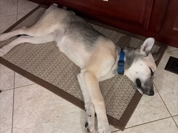 German Shepherd – Siberian Husky / German Shepherd Mix – Hershey