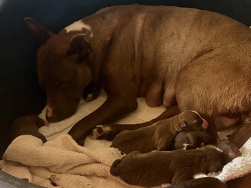 cachorros recien nacidos – Villalba del Alcor