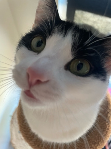 Gumby the curious loving cat needs a good forever home