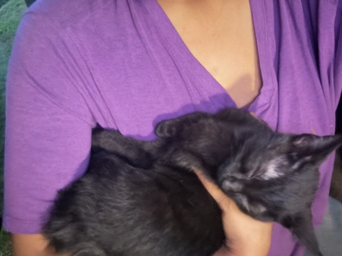 Persian (Traditional) – Kitten – Stockbridge
