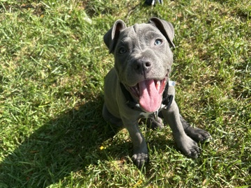  Cane Corso Puppy rehousing 