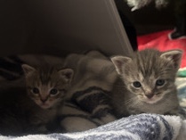 Gray kittens for sale🩶