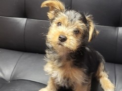 Yorkshire Terrier – Male Yorkie – Bristol