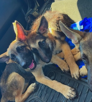 German Shepherd – German Shepherds