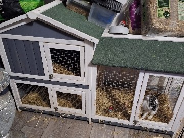 Mini Rex – 2 mini rex rabbits and hutch.