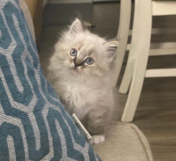 Himalayan – Cats for Adopation