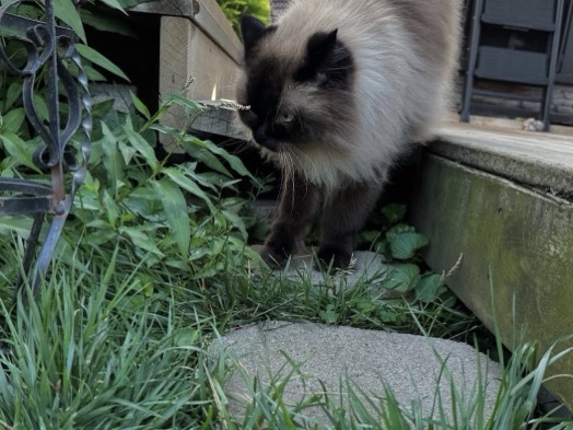 Himalayan – himalayan cat – Chantilly