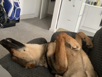 German Shepherd – 6 month old German shepherd