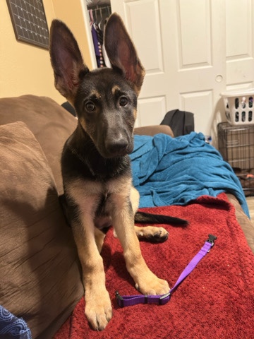 German Shepherd – 3 month old German shepherd
