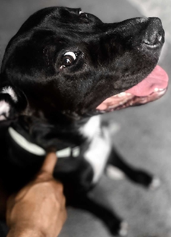 Meet Barkey Bingo