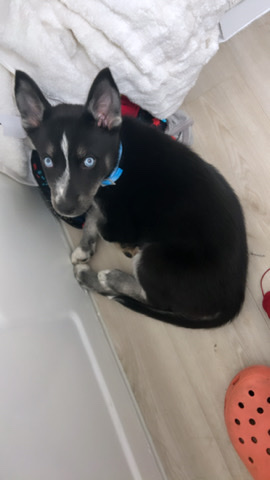 Labrador Husky – husky