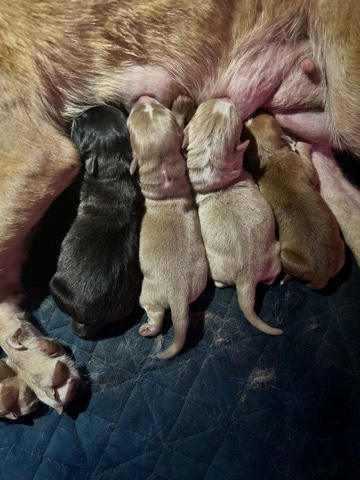 American Pit Bull Terrier – pitbull lab mix