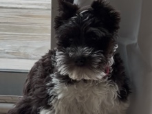 Miniature Schnauzer – Baby Mini Schnauzer – Marietta