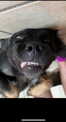 sweet girl needs love and attention