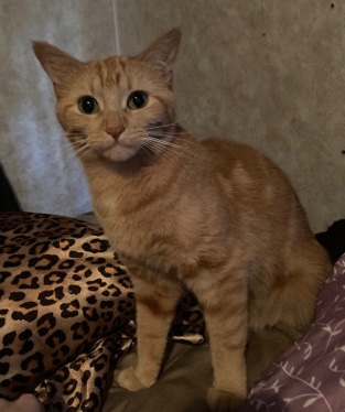 British Semi-longhair – Nala