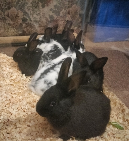 American – Baby Bunny's