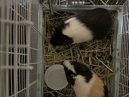 Male/Female Baby Guinea Pigs – Indianapolis