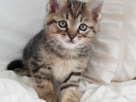 Kitten female โ Battle Ground