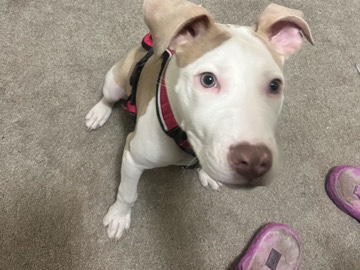 American Pit Bull Terrier – sky – Canton