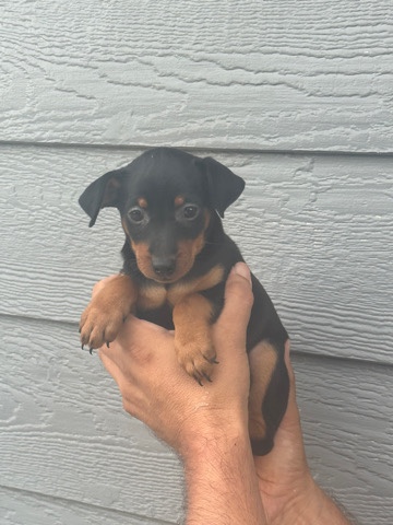 minature pinscher puppy