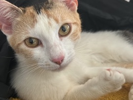 European Shorthair – Europäisch Kurzhaar Fus – Hövelhof