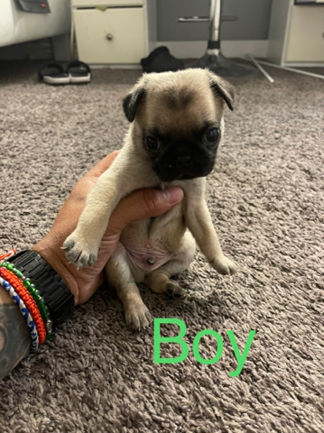 Pug – Male Pug