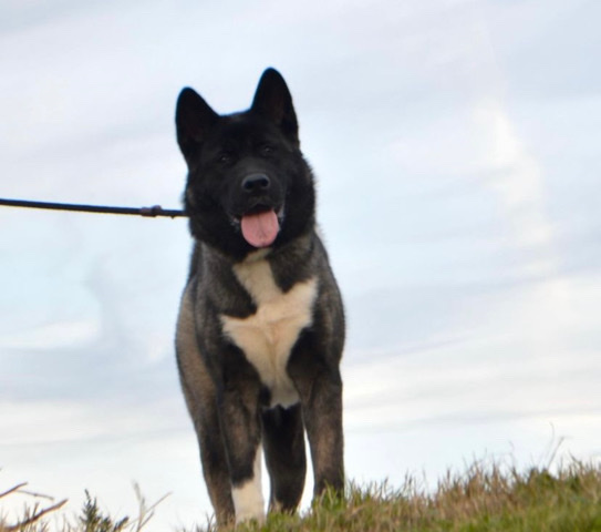 Akita – American Akita