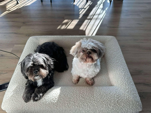 Shih Tzu – Rehoming Two Shihtzus – Norfolk