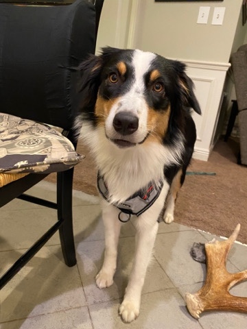 Australian Shepherd – Australian shepherd