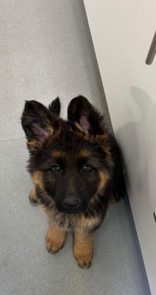 German Shepherd – German shepherds