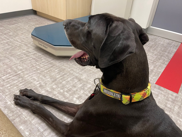 Great Dane – Great Dane