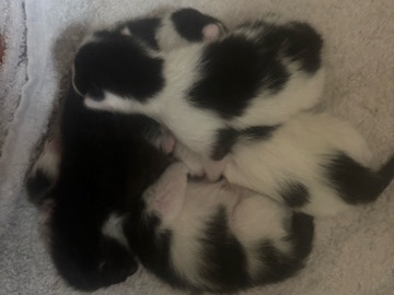 4 süße Kitten in Liebevolle Hände abzugeben – Ichenhausen