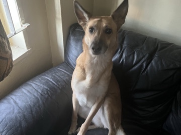 German Shepherd – half fox half German Shepard – New York