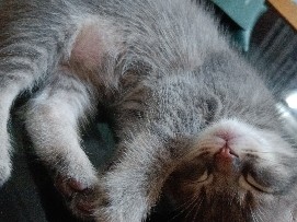 Persian (Modern) - persian cross kitten  available for adoption in Patna