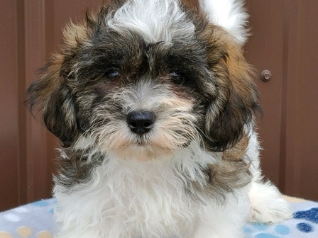shipoo – Euclid