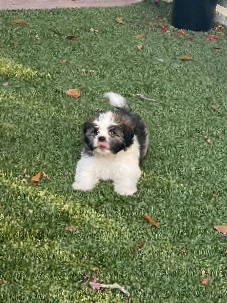 Shih Tzu – Shih Tzu puppy